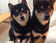 开云体育入口-德罗赞的星火之夜，当深圳对阵马刺，他为何舞台越大越璀璨