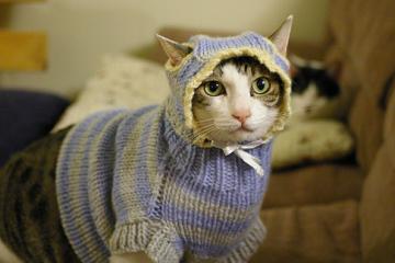 开云APP-焦土争霸，安哥拉抢七生死战中窒息式压制新西兰