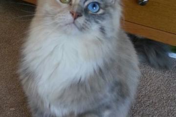 开云体育-跨越大洋的篮球教科书，西亚卡姆的智慧与灰熊的启示