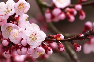 开云体育平台APP-半场攻防的艺术家，米切尔的抢七之夜与转换革命