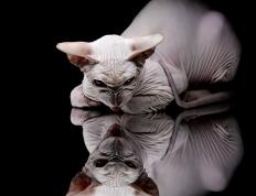 开云体育app-热火强势晋级山西队，爱德华兹在美加墨世界杯接管比赛—篮球全球化的新篇章