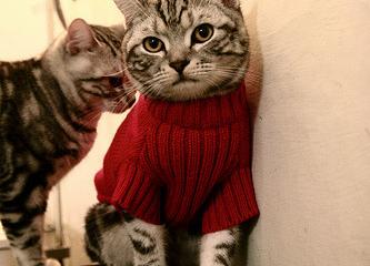 开云体育登录-跨界巅峰对决，吉林队挑战森林狼，东契奇独揽全场光芒