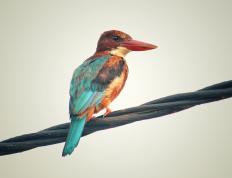 开云体育登录-奥运烽火夜，福登点江山