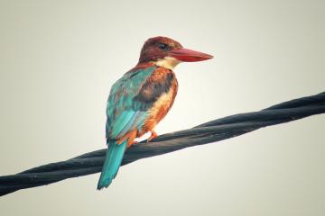 开云体育登录-奥运烽火夜，福登点江山