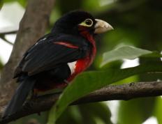 开云平台-曼城强势碾压丹麦防线，卡塞米罗爆发成胜负手