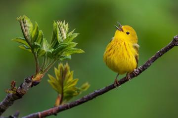 开云体育官方网站-绿茵烽火，玻利维亚粉碎瑞典神话，哈弗茨点燃不屈之光