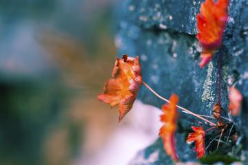 开云体育平台APP-阿劳霍一战封神！洪都拉斯爆冷带走加拿大，美加墨世界杯见证新王接管