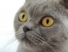 开云官网-非洲大地与欧洲之巅，马里轻取安哥拉，凯塞多欧冠决赛展统治力