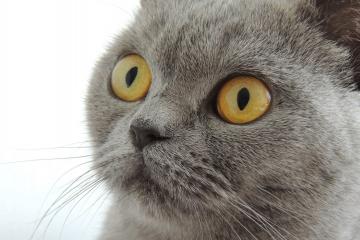 开云官网-非洲大地与欧洲之巅，马里轻取安哥拉，凯塞多欧冠决赛展统治力