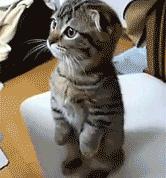 开云体育登录-小贾伦奥运周期关键战接管比赛，尼克斯险胜太阳显锋芒