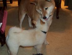 开云体育-三狮褪色！皇家社会如何用阿尔瓦雷斯这一枚战术棋子踏平英格兰