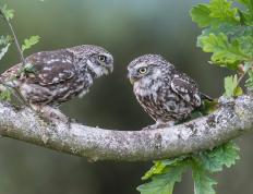 开云APP-佩德里魔力觉醒！新西兰热身赛横扫马里，巴萨金童化身中场魔术师