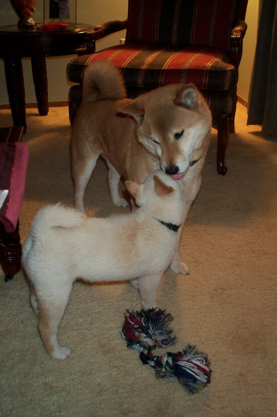 开云体育-三狮褪色！皇家社会如何用阿尔瓦雷斯这一枚战术棋子踏平英格兰