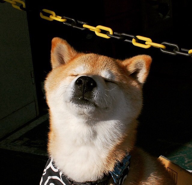 开云平台-福克斯一击致命!鹈鹕险胜独行侠,一人独舞破解钢铁防线