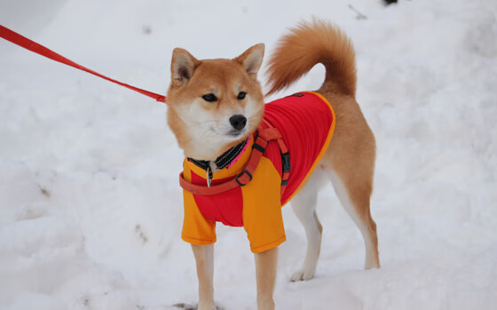 开云体育入口-征服与统治，当黄潜碾过奥地利，伊萨克于抢七夜加冕为王