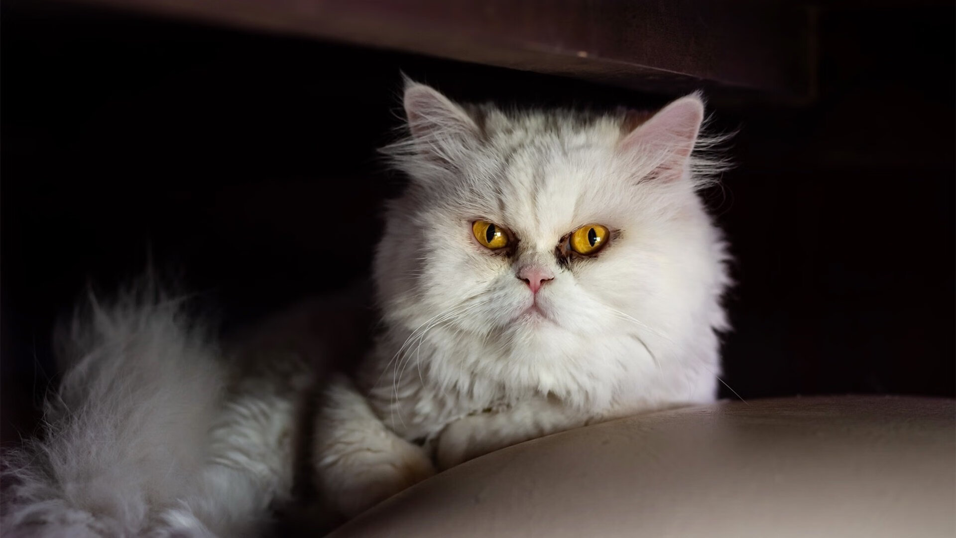 开云体育app-保罗爆发引领上海队一波流带走开拓者，友谊赛上演逆袭好戏