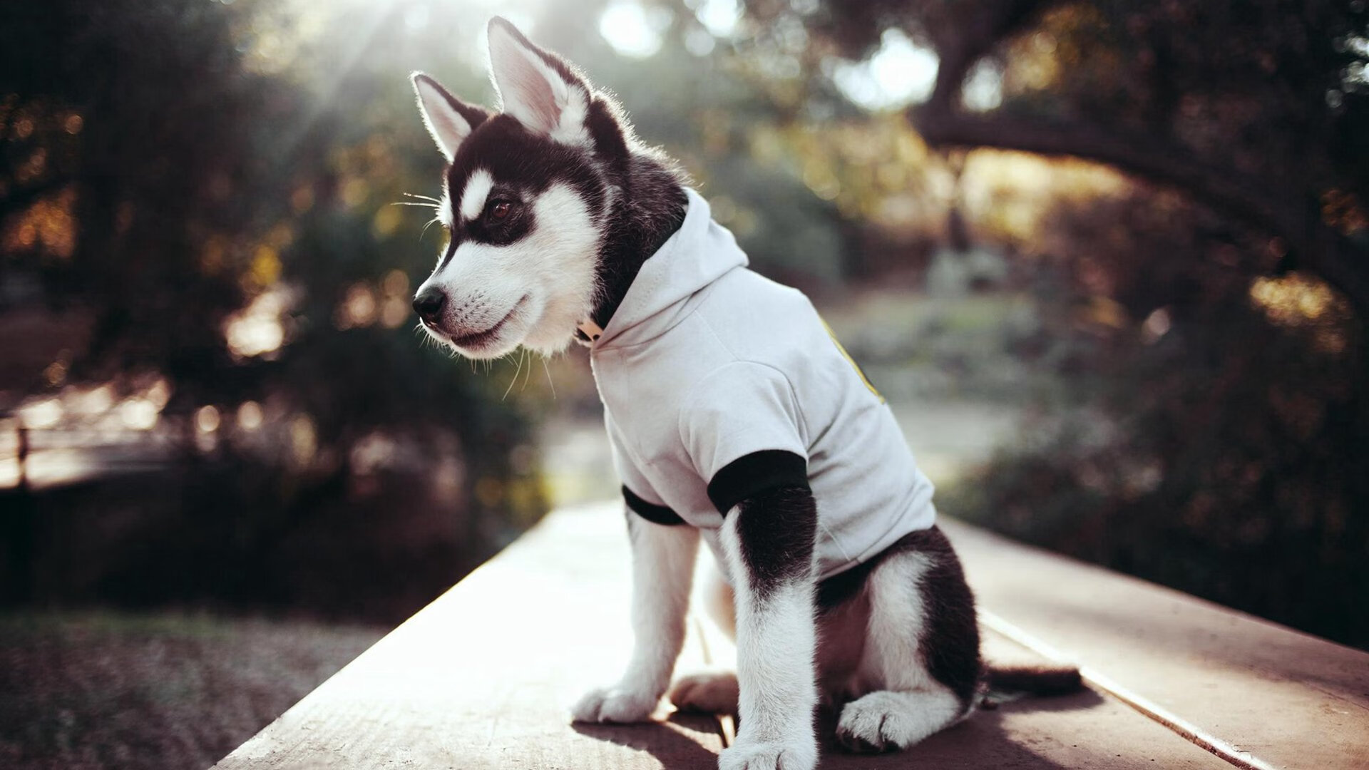 开云官网-戈贝尔锤爆尼克斯禁区,一场定义现代防守巨星的教科书式胜利