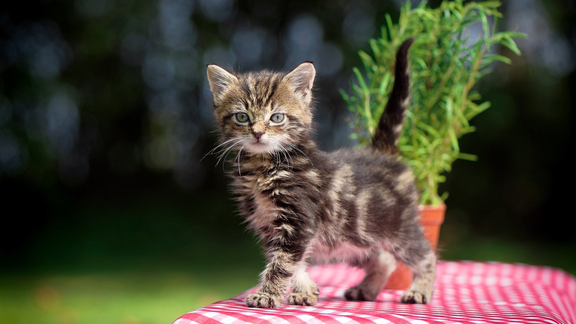 开云体育官网-一球定乾坤，西决生死战，赖斯的完美之夜