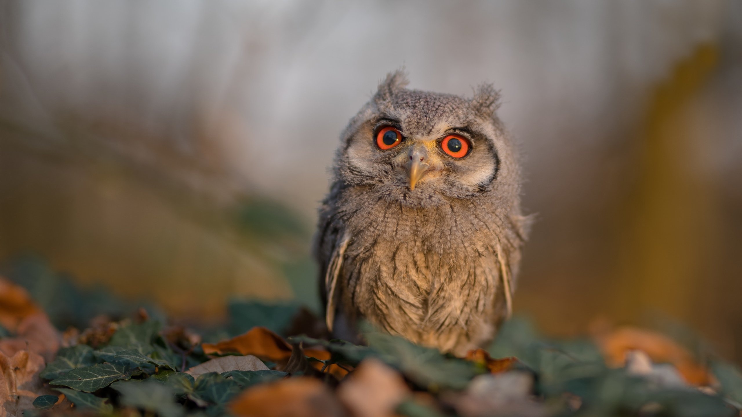 开云体育在线-塔图姆如觉醒火山,76人似精密齿轮稳稳绞碎猛龙