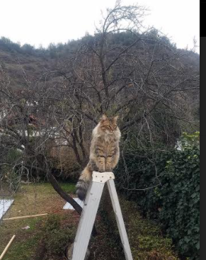 开云体育登录-一球定乾坤,基米希头槌破苍穹,铸就欧冠传奇夜