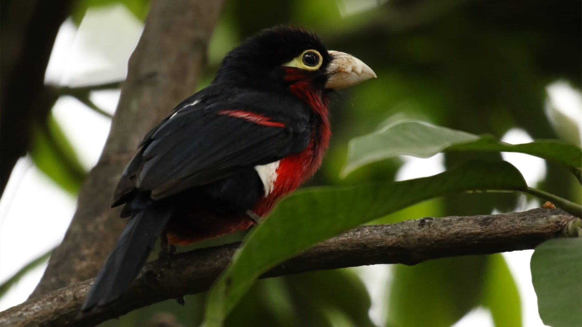 开云平台-曼城强势碾压丹麦防线,卡塞米罗爆发成胜负手