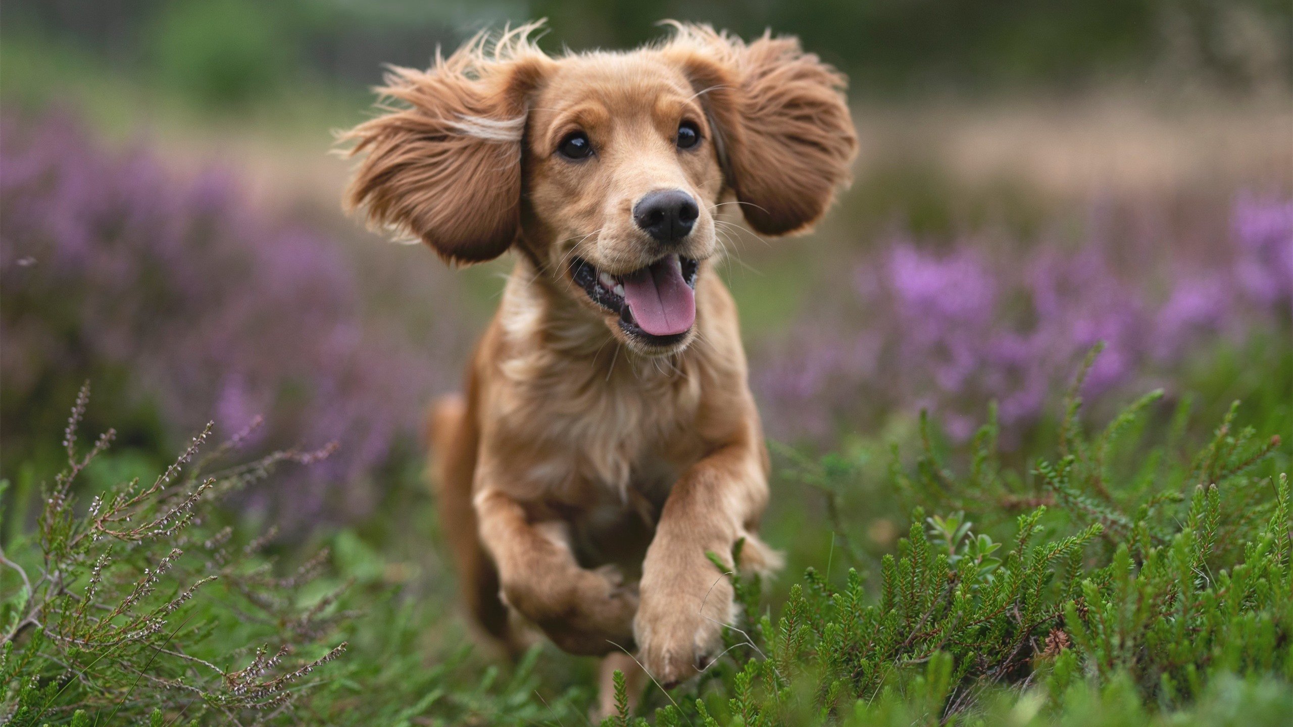 开云体育在线-东亚星光撕裂慕尼黑夜空，久保建英一球定乾坤，改写德甲争冠剧本
