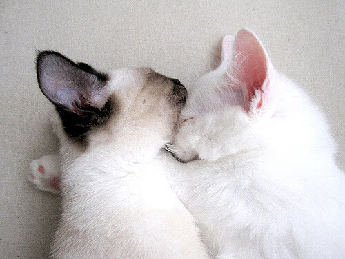 开云下载-赛道与球场的交响,F1街道赛焦点战与篮网关键突围凯尔特人的竞技启示