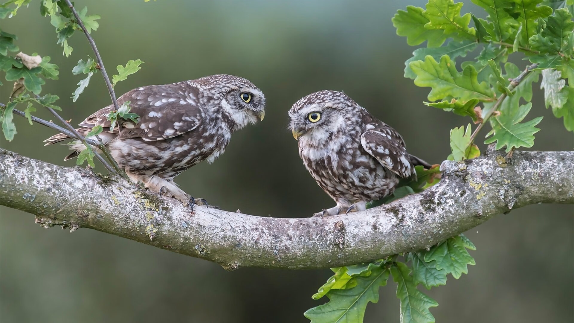 开云APP-神灯闪耀!戈麦斯手术刀传球定乾坤,诠释何为低调巨星