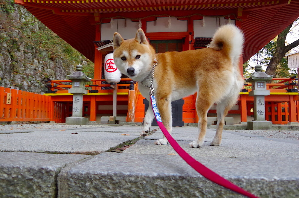 开云下载-乔治神奇时刻，关键节点连轰15分助上海力克森林狼
