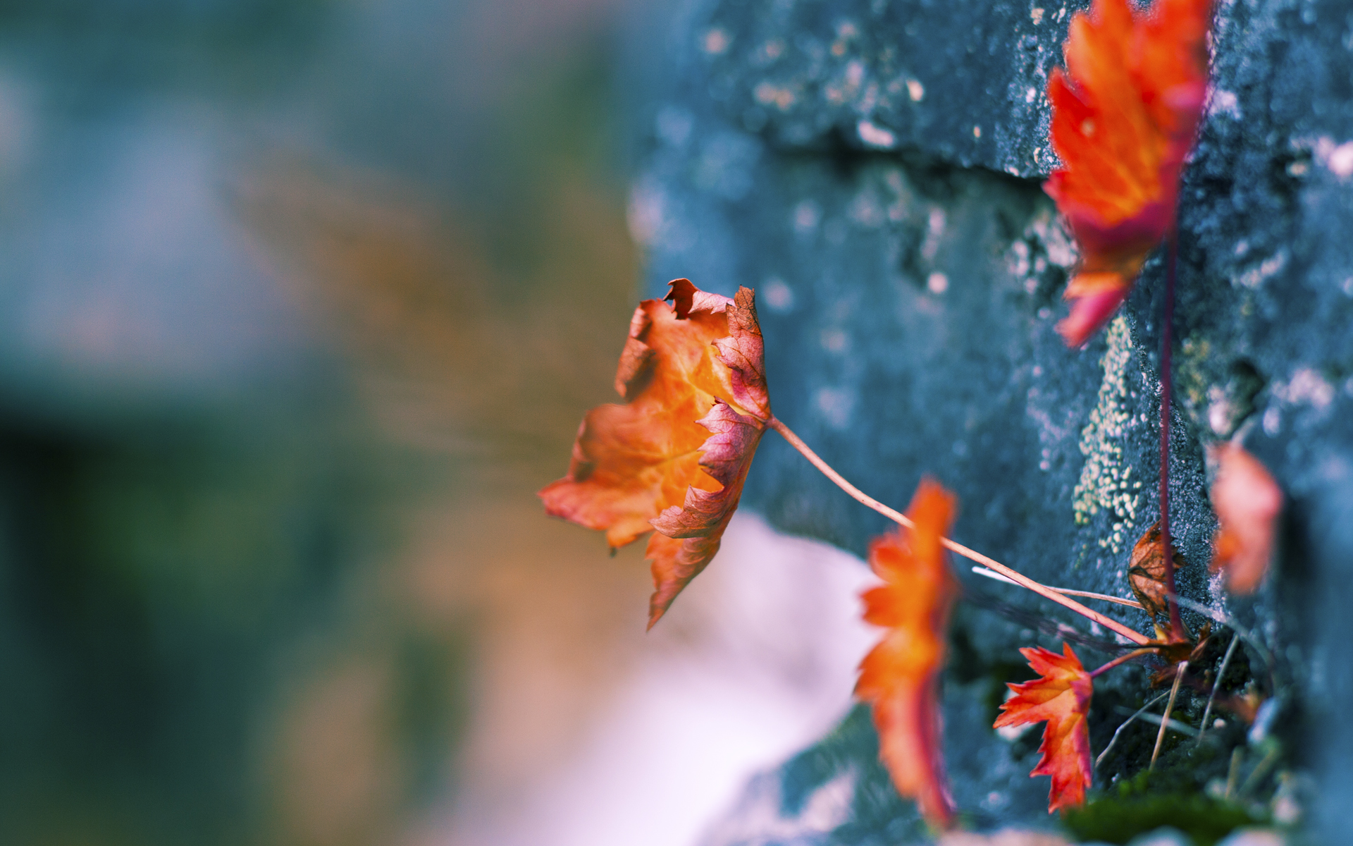 开云体育平台APP-阿劳霍一战封神！洪都拉斯爆冷带走加拿大，美加墨世界杯见证新王接管