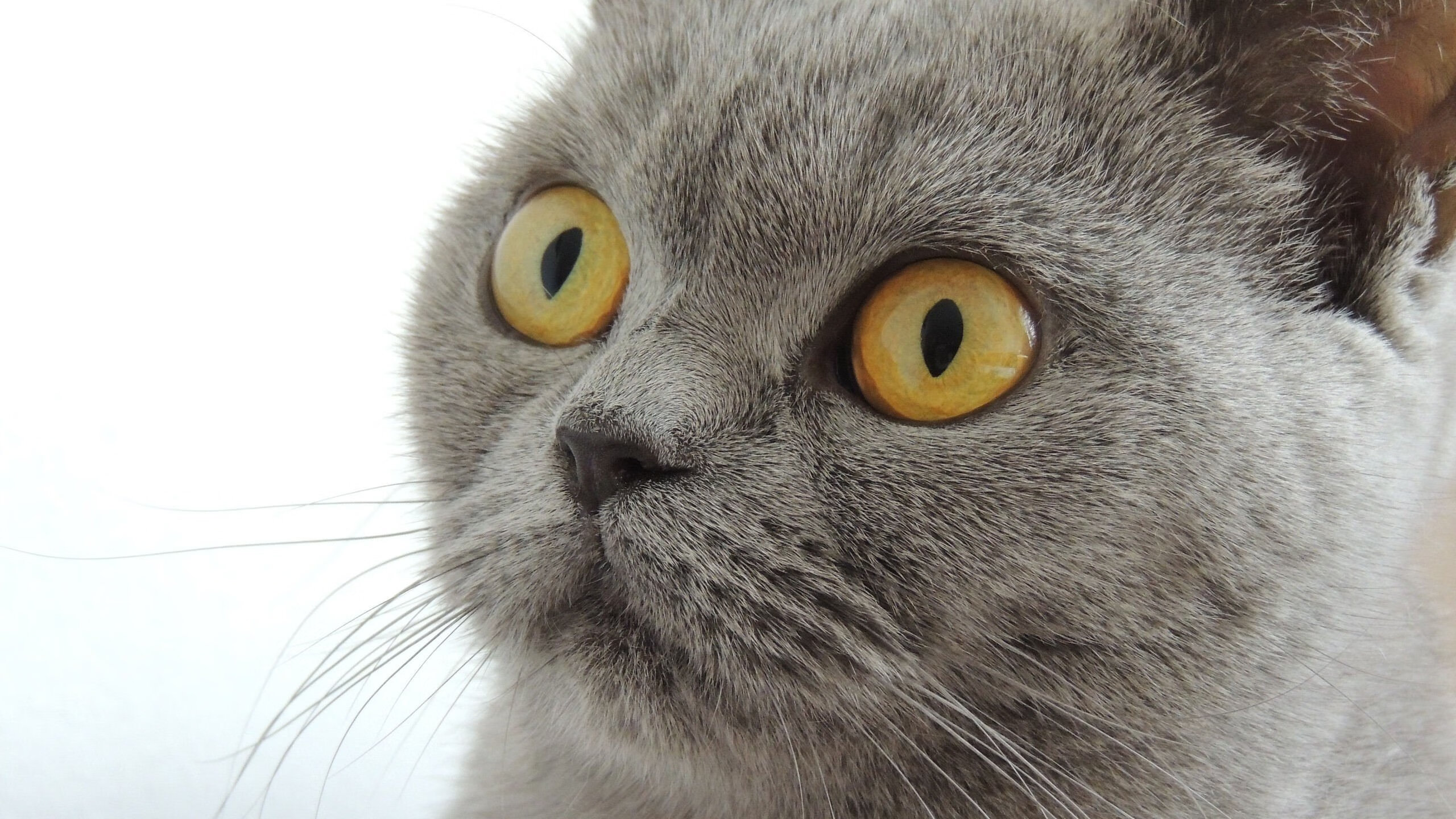 开云官网-非洲大地与欧洲之巅，马里轻取安哥拉，凯塞多欧冠决赛展统治力