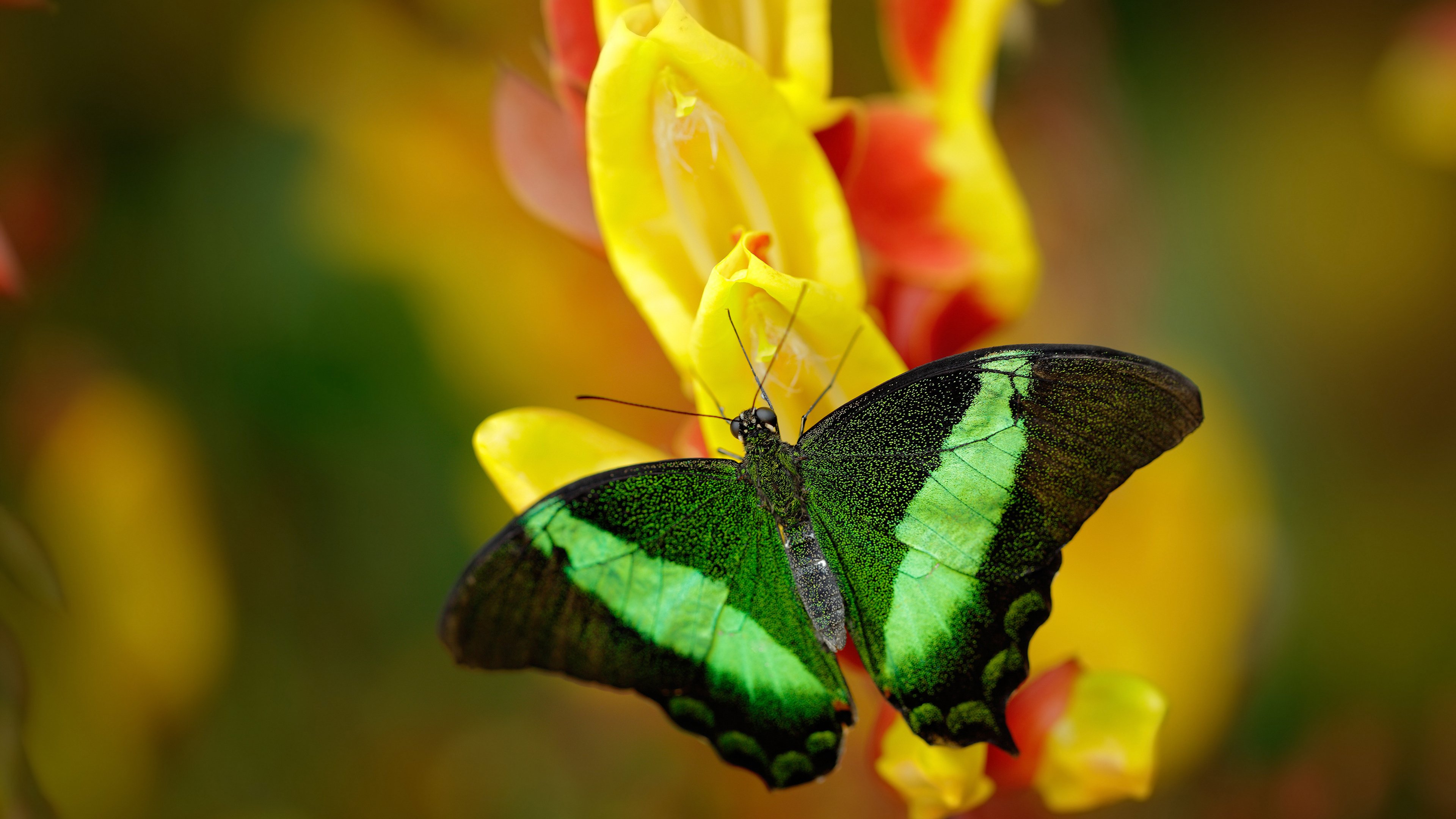 开云体育下载-绿茵的审判与硬木的救赎，英超争冠悬念与篮球生死战的竞技共鸣