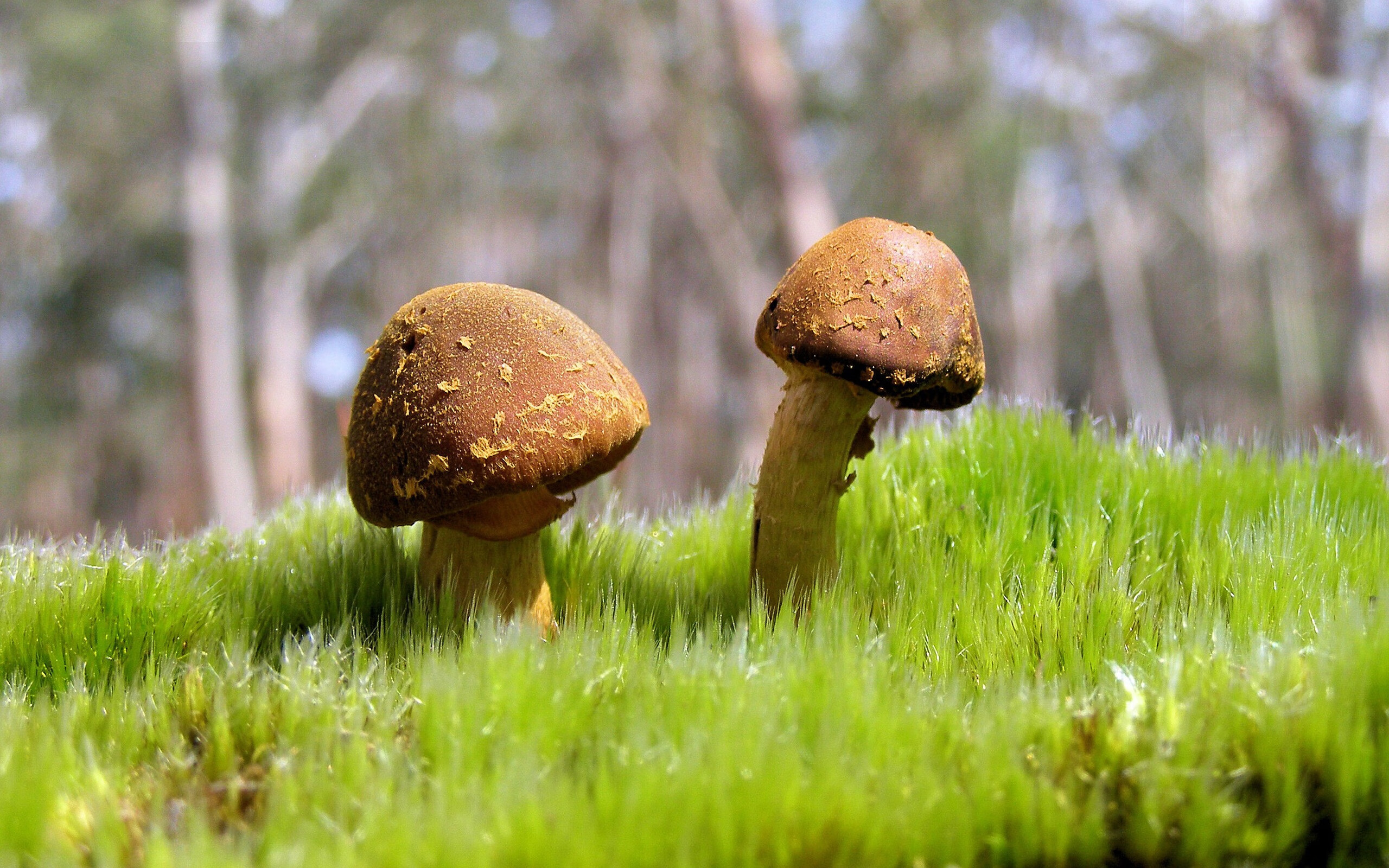 开云体育APP下载-金玟哉头槌定乾坤,沙特力挫乌拉圭迎历史性胜利