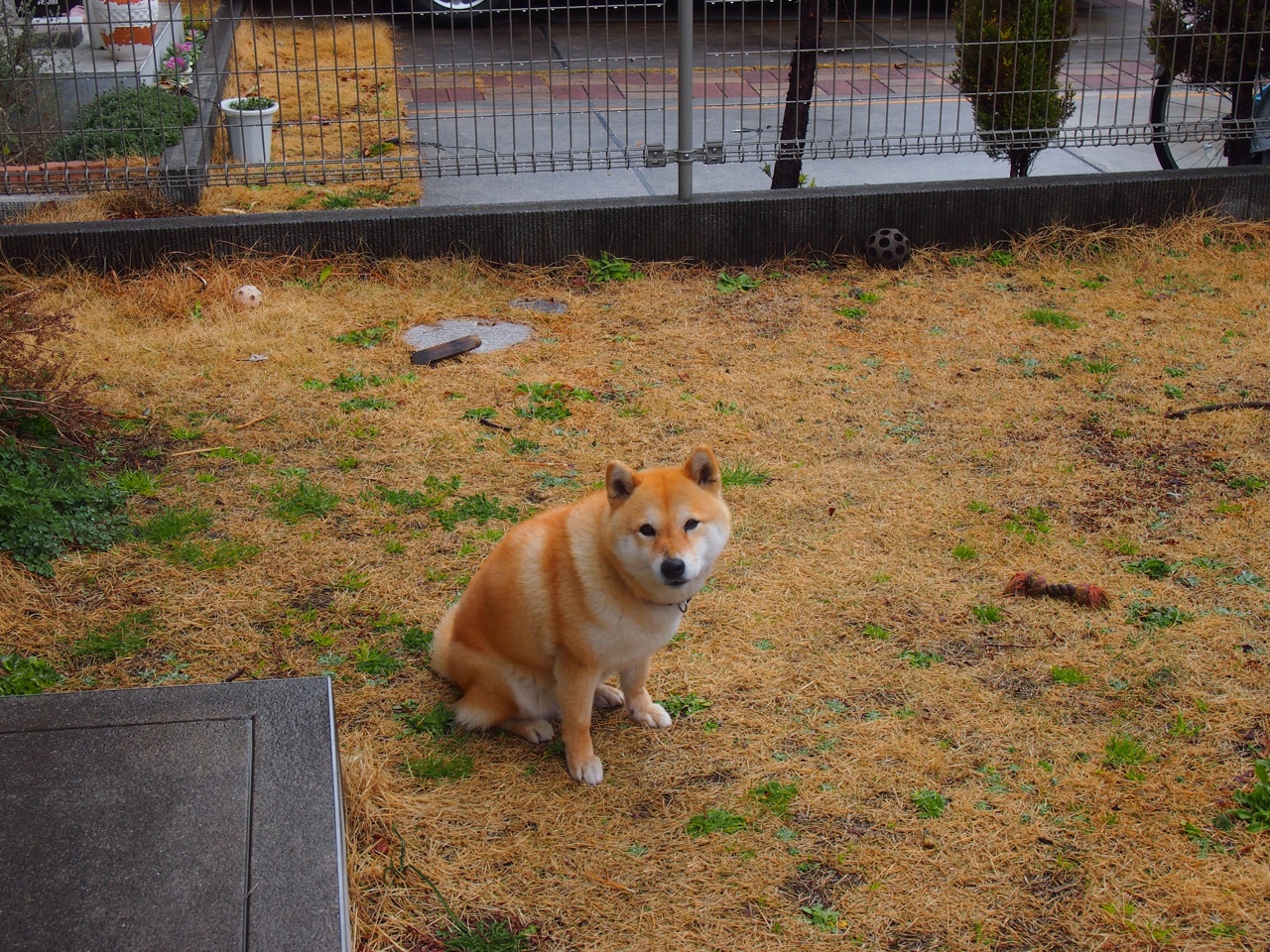 开云体育APP下载-罗德里戈破局,勒沃库森战术机器碾过几内亚的狂野天赋